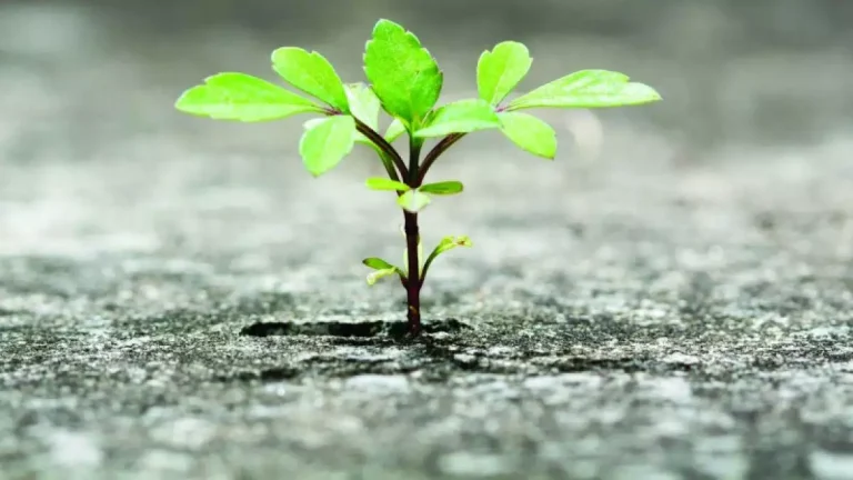 Aprendendo com a dor: Como a resiliência nos fortalece